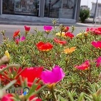 لوازم قنادی توانگر