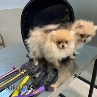 کلینیک دامپزشکی و پت شاپ شاهین