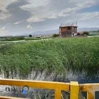 رستوران شبهای شیراز