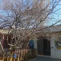 طباخی بره سفید