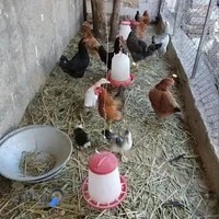 کیترینگ سبز الیزه