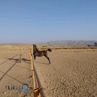 باشگاه سوارکاری و پرورش اسب کارن