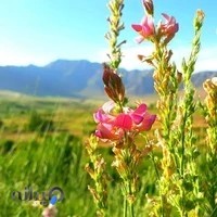 آموزشگاه زبان پروین اعتصامی