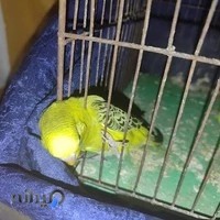 فروشگاه فرش نظری