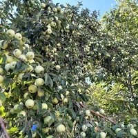 سرای باباعلی