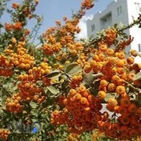 پارک صخره‌ای