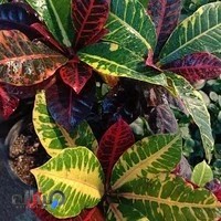 گلخانه رشیدی