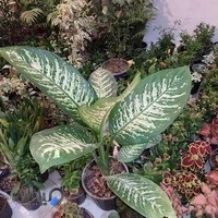 خانه پاک ایلام