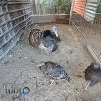 باغ پرندگان ایلام