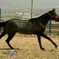 مجتمع ورزشی j.am