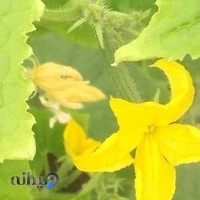 عطاری ریحان