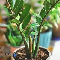 کلینیک گل و گیاه مستر بونسای