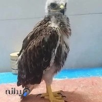 کلینیک دامپزشکی مهربانی در شیروان