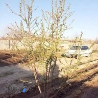 کافه باغ استان امان