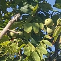 اطاقسازی گریوانی.