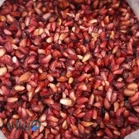 ارگانیک ماهشهر