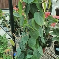 گل و گیاه آس