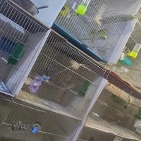 پرنده فروشی