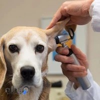 کلینیک‌ دامپزشکی سیار لئوپت