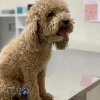 کلینیک دامپزشکی حیوانات خانگی دکتر ربیعی