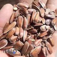 انواع دانه پرنده