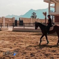 باشگاه سوارکاری پالادیوم