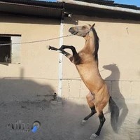 باشگاه سوارکاری ذوالجناح