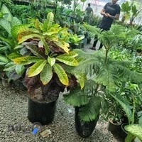 گلخانه کاتالیا