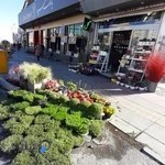 گلفروشی گلسنگ