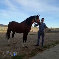 باشگاه سوارکاری