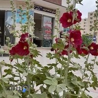 مشاور املاک خلیفه منظریه