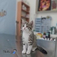 کلینیک دامپزشکی نوین