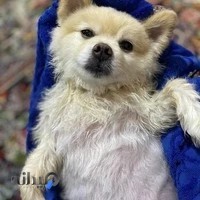 کلینیک دامپزشکی مهرگان