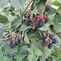 نهالستان کبیری سامان