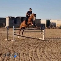 باشگاه سوارکاری جهش