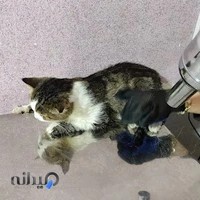 کلینیک دامپزشکی دکتر شبیهی