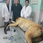 کلینیک دامپزشکی دکتر لطفی