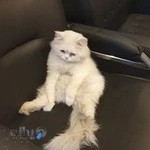 دامپزشکی آوین