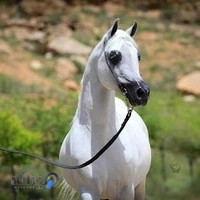 باشگاه سوارکاری دالغا