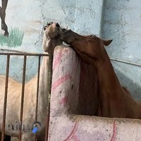 باشگاه سوار کاری ائل گلی آذر بایجان