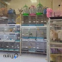 پت شاپ کلبه پرندگان پرطلا