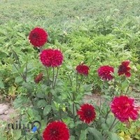 بیمه پاسارگادنمایندگی حافظ محمدزاده
