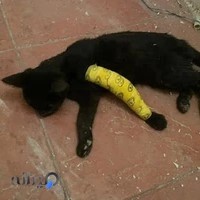 دامپزشک سیار در تهران - آدلین پت