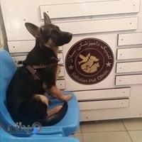 کلینیک دامپزشکی