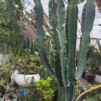 گل وگیاه محمد