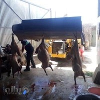 بیل مکانیکی مرید قادری