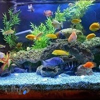 اکواریوم آبی