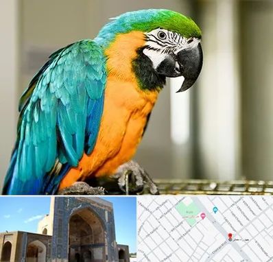 داروخانه شبانه روزی پرندگان در مصلی مشهد