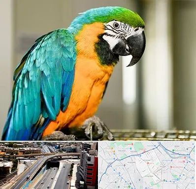 داروخانه شبانه روزی پرندگان در ستارخان شیراز