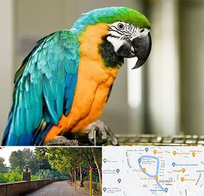 داروخانه شبانه روزی پرندگان در بلوار گیلان رشت